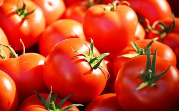 Production de tomate à Saint-Louis : Mbilor en passe de devenir le plus grand producteur de la région