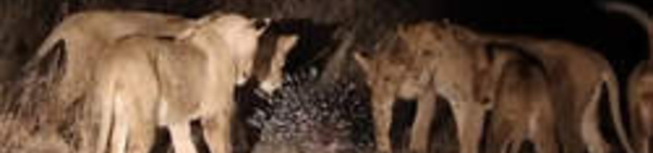 Un porc-épic fait fuir une dizaine de lions affamés