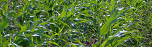 Reconstitution du capital semencier : Des résultats satisfaisants pour le riz, le mil, le sorgho et le maïs