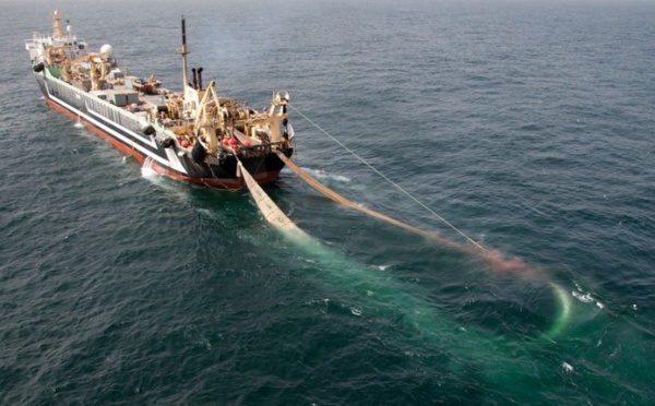 Pillés par des bateaux étrangers, les poissons africains deviennent trop chers pour les Sénégalais - Enquête