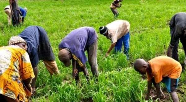 Autosuffisance en riz : un spécialiste plaide en faveur de la régulation du marché