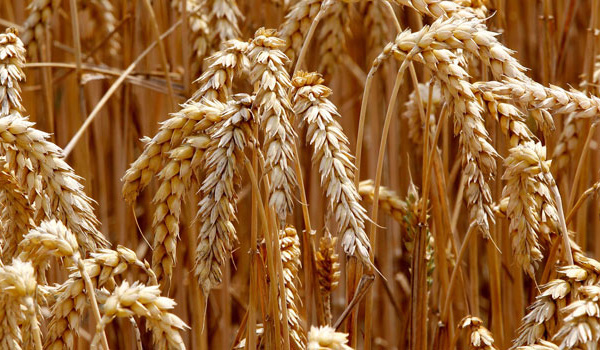 Autosuffisance en blé : Un objectif réalisable et viable !