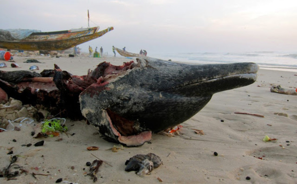 CRIME ENVIRONNEMENTAL A SAINT-LOUIS: le dauphin abandonné comme un détritus sur la plage.