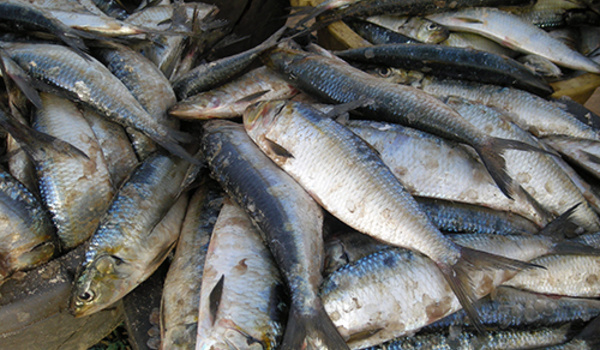 Le Yaboye (sardinelle) doit être réservée à la pêche artisanale (acteurs)
