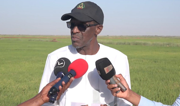 ​Campagne saison-sèche-chaude : 53 mille hectares de riz emblavés (vidéo)