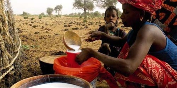 Production laitière: plaidoyer pour réduire la facture