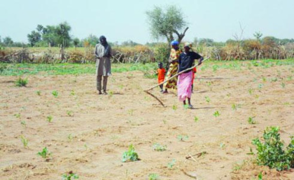 CRISE ALIMENTAIRE AU NORD SENEGAL: l'insécurité alimentaire menace 3 millions  de personnes.