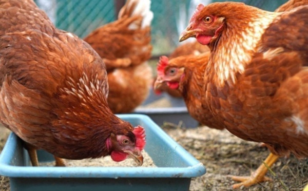 Grippe aviaire en Afrique du Sud : 5 millions de poules ont été abattues