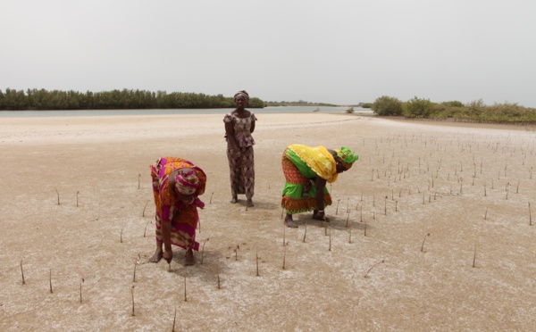 Effets des changements climatiques : au Sénégal, plus de 8 500 ha de terre touchées