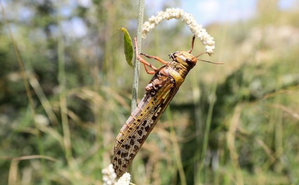 10 pays africains cherchent à coordonner leurs efforts pour lutter contre les criquets