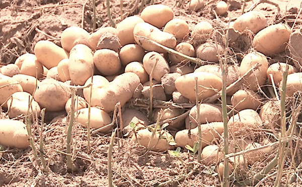 Autosuffisance en pommes de terre : la contribution de la ferme Swami Agri magnifiée