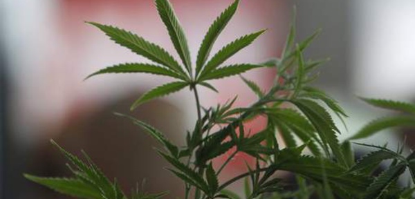 La vente de cannabis atteint son "plus haut historique"