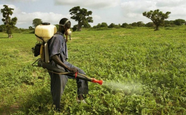 Activités agricoles : au Sénégal, près de 5.000 tonnes de pesticides utilisés par an, selon un expert