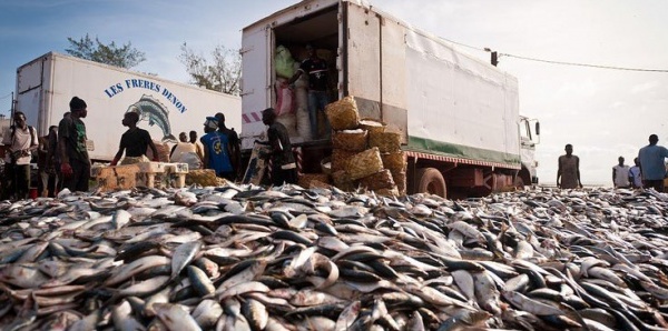 Mbao : Un camion arrêté avec 30 tonnes de poissons juvéniles