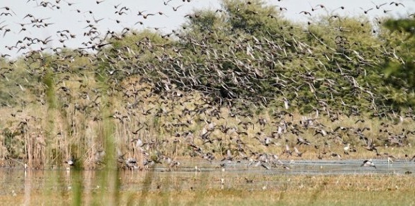 Lutte anti-aviaire : Saint-Louis aiguise ses armes