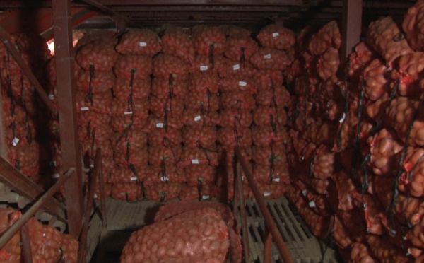 Pommes de terre : 80.000 tonnes dans les chambres froides de SWAMI AGRI