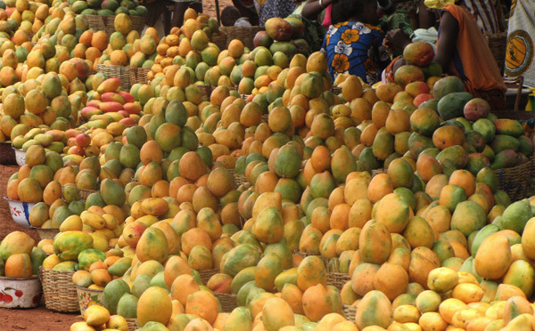 La mangue peut contribuer au développement socioéconomique (directrice)