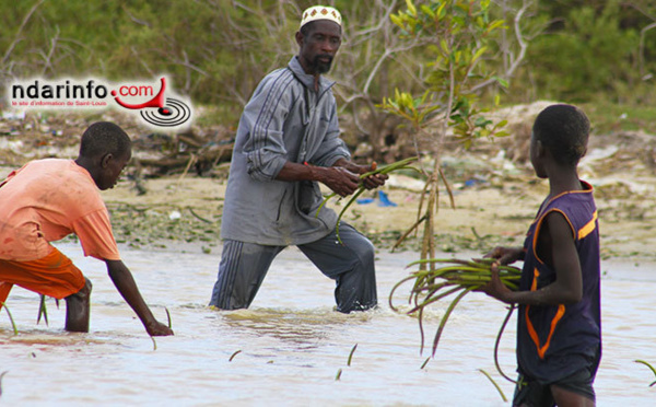 ENVIRONNEMENT : une mobilisation populaire pour restaurer la mangrove de DIELE MBAME. Regardez !