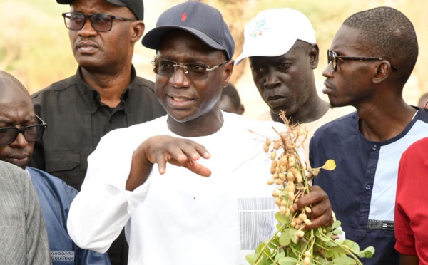 Mbour : les Vacances agricoles 2024 officiellement lancées à Roff