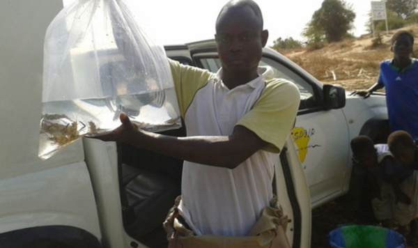 Dans le fleuve Sénégal, de grosses crevettes pour lutter contre la bilharziose
