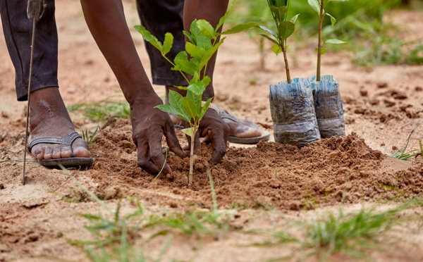 Dagana : 350 arbres plantés dans plusieurs zones de la commune de Gnith