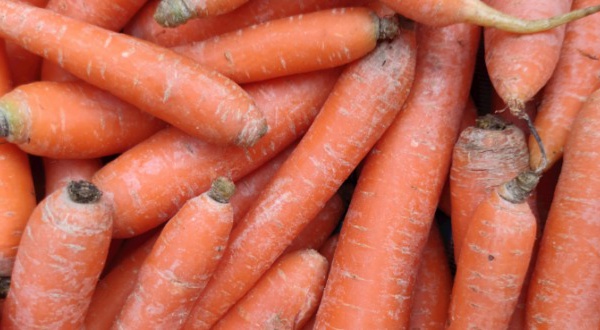 Une récolte de 10 ha de carotte invendue : à Ndoucoumane, une perte estimée à 250 millions de FCFA