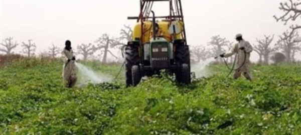 Agriculture dans la vallée du fleuve sénégal : La coopération espagnole accorde une rallonge de 250 millions de FCfa au Psdar