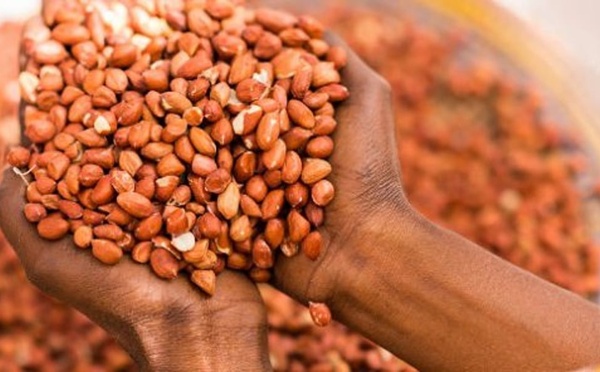 Campagne de commercialisation : La Sonacos vise 300.000 tonnes de graines d’arachide