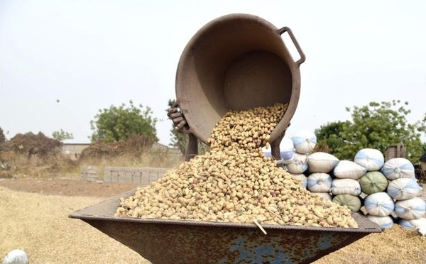 Campagne de commercialisation de l'arachide : 3 grands opérateurs interpellés pour non respect des prix