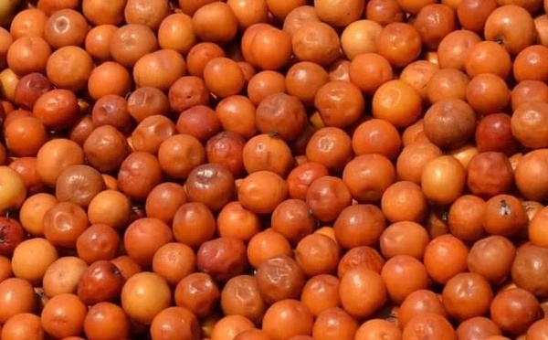 Les bienfaits du jujube : un superfruit aux multiples vertus pour la santé