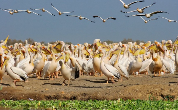 " Djoudj, le paradis des oiseaux migrateurs ", prix du meilleur film ...
