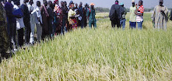  Riziculture à Fanaye : Les techniques de l’irrigation intermittente expliquées aux producteurs
