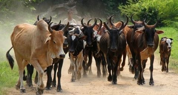 Lutte contre le vol de bétail : la dimension transfrontalière intégrée