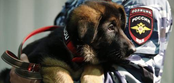 Dobrynya, le cadeau "extraordinaire" de la Russie à la France.