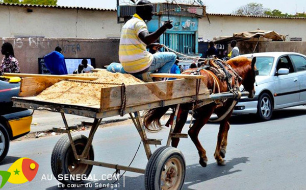 PIKINE 700 : un commerce macabre s'abreuve du sable du domaine fluvio-maritime de Saint-Louis.