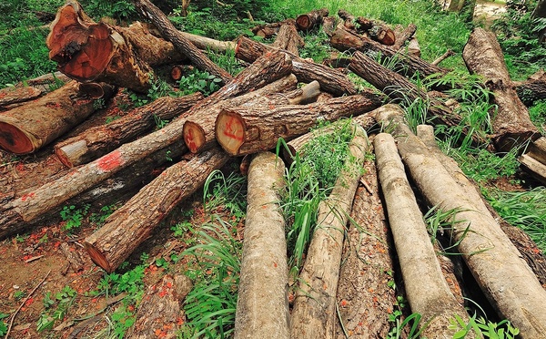 Déforestation : Au Sénégal, près de 340. 000 hectares de forêts perdus, entre 2005 et 2023 (expert eaux et forêts)
