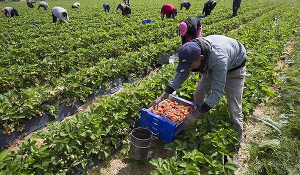 Sélection des ouvriers agricoles en Espagne | Les entretiens bouclés hier
