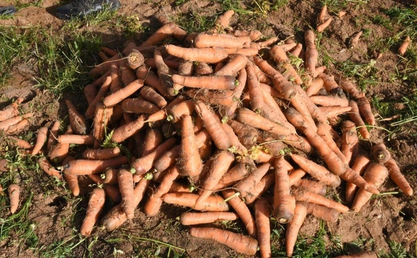 Production horticole record : Le Sénégal en marche vers l’autosuffisance alimentaire