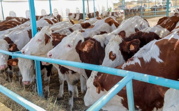Sénégal : Réception de 1 250 génisses gestantes pour renforcer la politique d’autosuffisance en lait