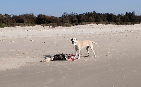 Hydrobase et Fass Dieye sous menace : les chiens errants terrorisent les habitants