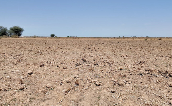 Ross-Béthio : la pénurie d’eau assoiffe les champs, les agriculteurs tirent la sonnette d’alarme
