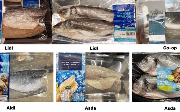 Poisson sénégalais, assiette étrangère : une enquête révèle un commerce inéquitable