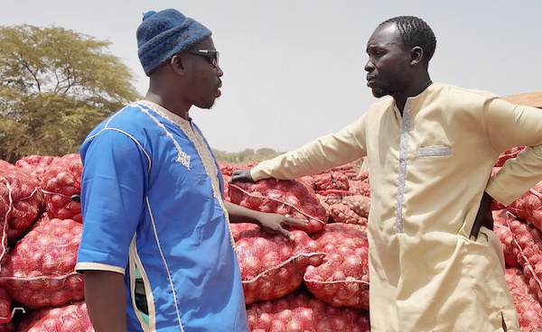 Rao : les producteurs d’oignons étouffent sous les stocks invendus