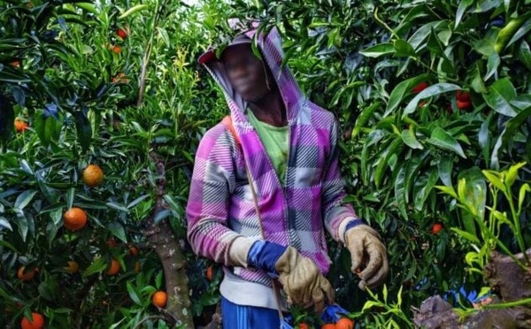 Migration circulaire : 49 migrants sénégalais en route vers l’Espagne pour un emploi saisonnier