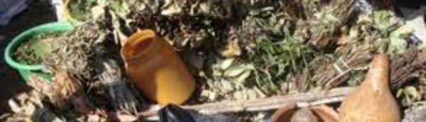 Médecine traditionnelle : Vers le vote d'une loi pour réglementer le secteur