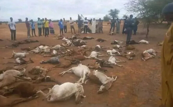 Podor : fortes pluies à Fanaye, pertes en bétail et toitures arrachées