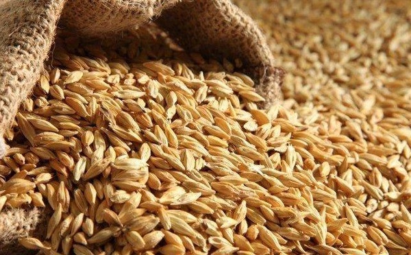 Blé américain : un navire accoste à Dakar avec 10 000 tonnes