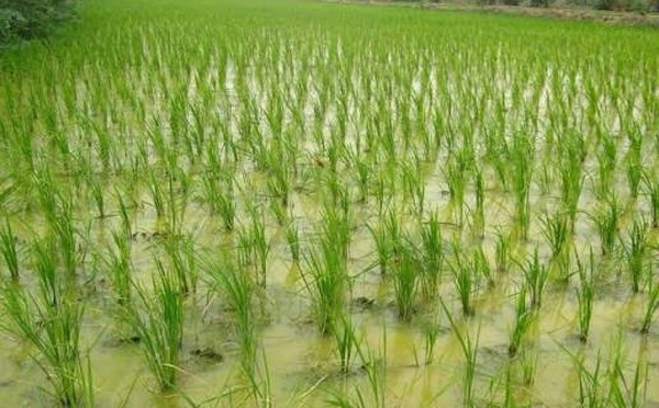 Matam : plus de 1200 hectares de terres rizicoles envahis par les eaux du fleuve Sénégal