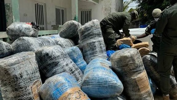 Sédhiou : arrestation d’un trafiquant avec 20 kg de chanvre indien