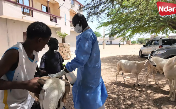 Saint-Louis concentre 87 des 90 cas de fièvre de la Vallée du Rift au Sénégal